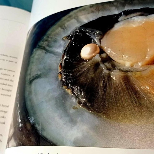 Book Seashells - A Photographic Celebration N.R. Gordon hardcover like new
