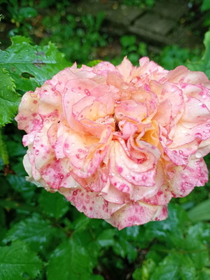 Sprayed Rose Cutting new, large bush 2.2m