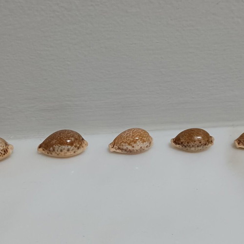 Cypriot Spurca shells new, sizes 30, 28, 26, 24, 23 mm