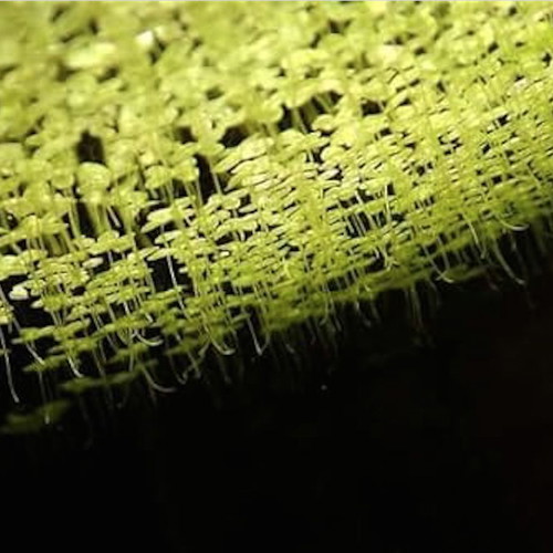 Duckweed Lemna Minor for Aquariums and Ponds