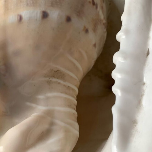 Large shell used