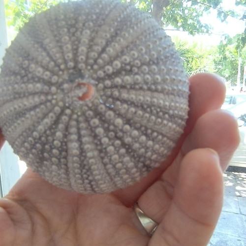 Sea Urchin Shell like new for decoration and impression