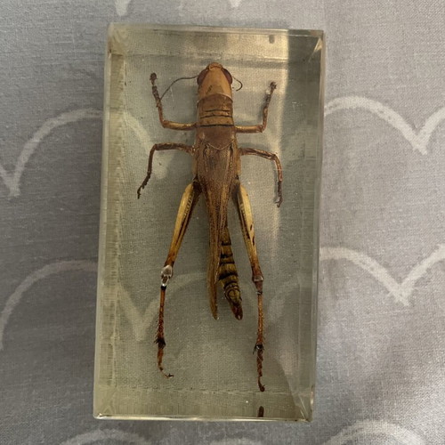 Collection of 9 insects and arthropods in resin