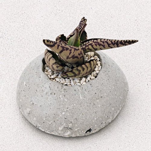 Handmade planter with succulent new, cement