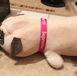 Plush Bear New