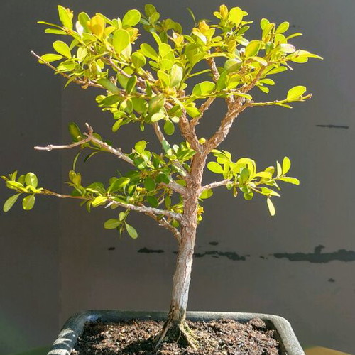 BONSAI  buxus