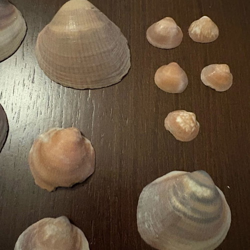 Seashells used, pack of 35 small and large