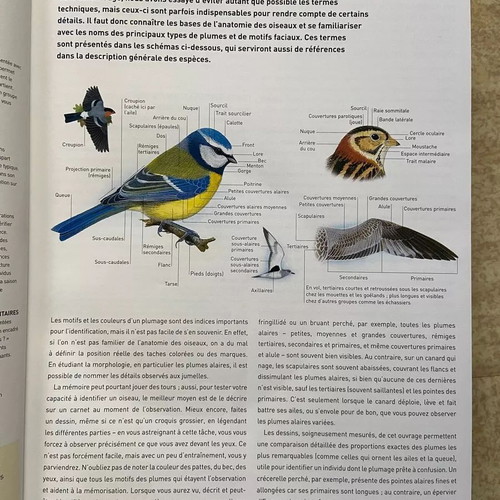 The Great Encyclopedia of European Birds Oiseaux like new, French