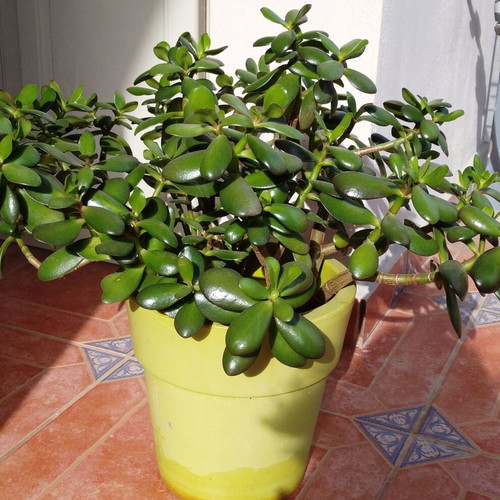 Crassula plant new for indoor and outdoor with pot