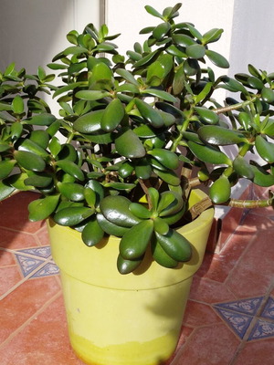 Crassula plant new for indoor and outdoor with pot