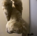Stuffed monkey used