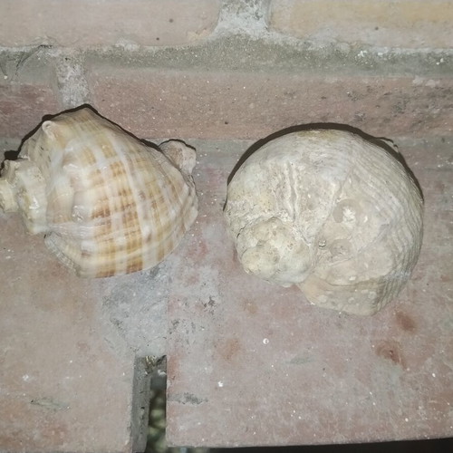 Large vintage natural sea shells Rapana from Black Sea, set of 2