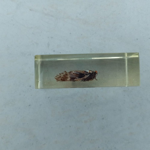 Cicada Insect from India Deagostini True Insects Series like new with book and label