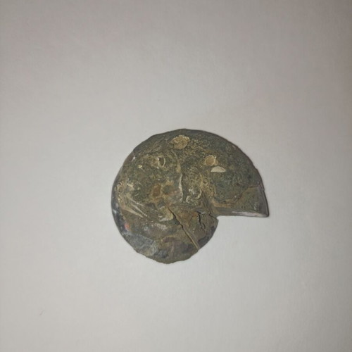 Ammonite fossil in perfect condition like new