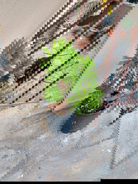 Παχύφυτο