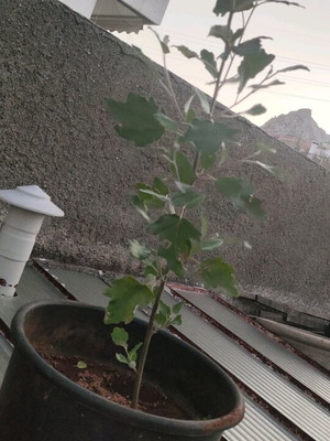 Poplar tree new