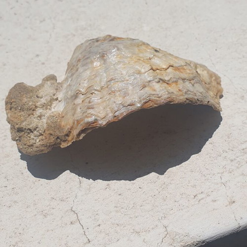 Rare Fossilized Ostrea Oyster From Attica