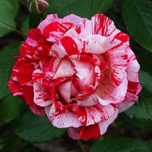 Pink Dragon bicolor rose seeds, pack of 25