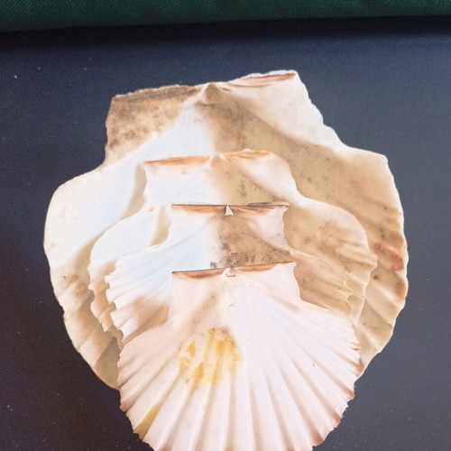 Natural Scallop Shells Set of 4 Like New