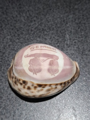 Κοχύλι Tiger Cowrie μεταχειρισμένο, σκαλιστό διακοσμητικό με ζώδιο Δίδυμοι