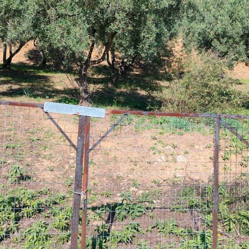 Οικόπεδο 4.047 τ.μ. γωνιακό με ελαιόδεντρα και γεώτρηση στις Νέες Παγάσες