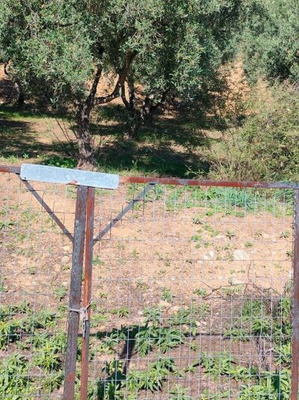 Οικόπεδο 4.047 τ.μ. γωνιακό με ελαιόδεντρα και γεώτρηση στη Μαγνησία