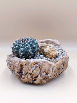 Gymnocalycium cactus in handmade pot like new