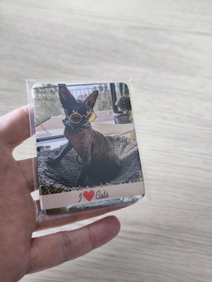 Magnet with real cats new