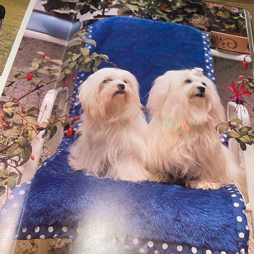 Book The Complete Book of Dogs used, dogs, training, care