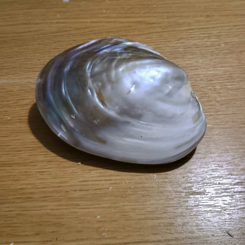 Decorative shell new