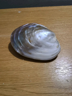 Decorative shell new