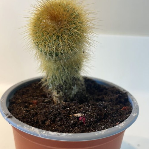 Cleistocactus cactus 7cm height new