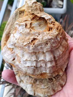 Fossilized Ostrea double from Eastern Attica, Pliocene epoch, new