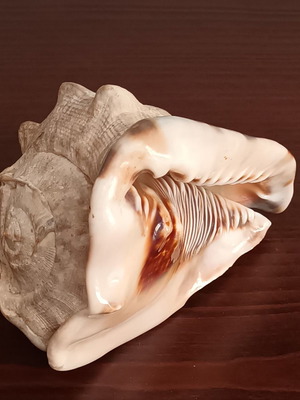 Large Tropical Horned Helmet Shell, natural, 800g