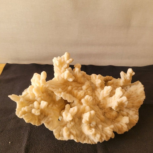 White coral like new