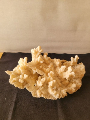 White coral like new