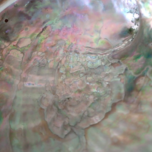 Natural abalone shell mother-of-pearl like new, large size 12.7 cm, iridescent