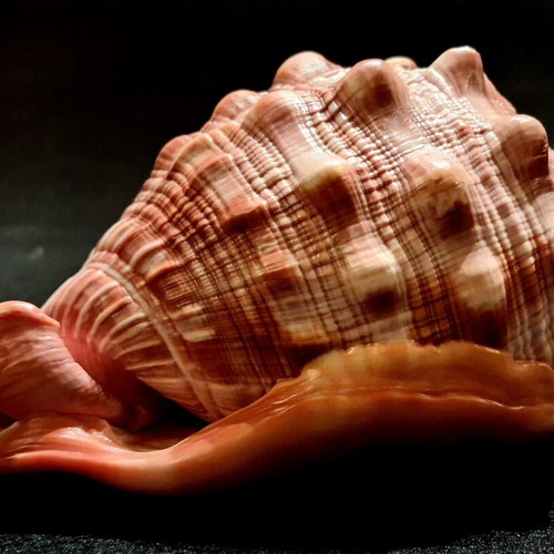 Cypraecassis rufa shell new, tropical bullmouth cameo specimen