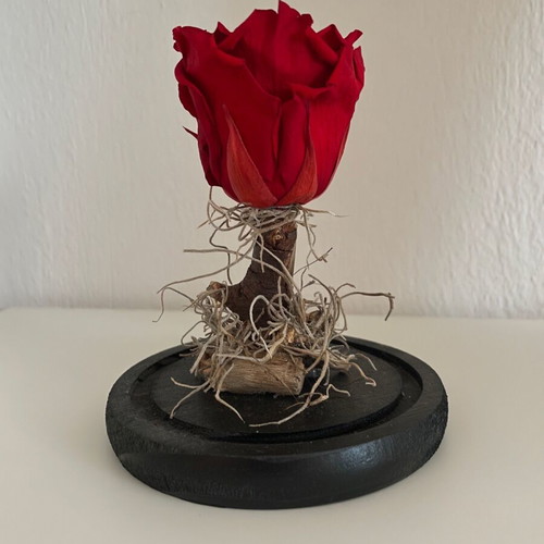 Forever Rose decorative red new with glass dome