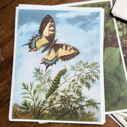 Large Lot of 220 Vintage Artis Historia Prints, Birds, Animals & Botanical Illustrations