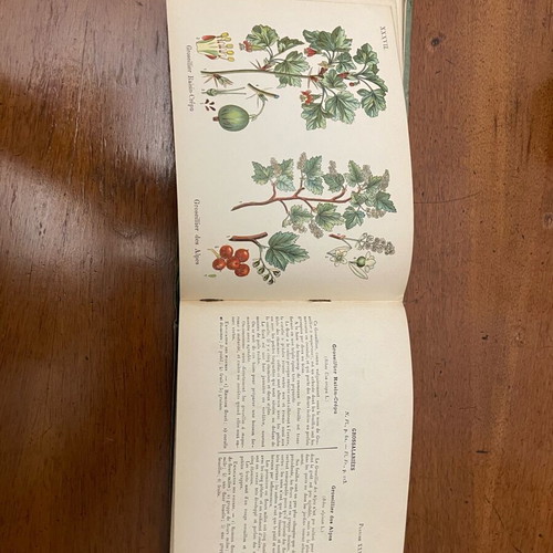 A.Masclef “Les Plantes d’Europe” βιβλίο φυτολογίας σαν καινούργιο, γαλλικά