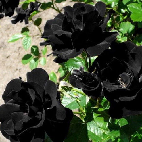 Black rose seeds used, pack of 50 -  9,00 - Vendora.cy
