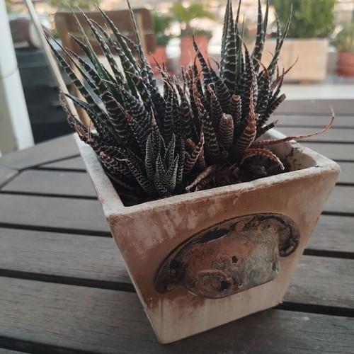 Haworthia plant in square ceramic pot new