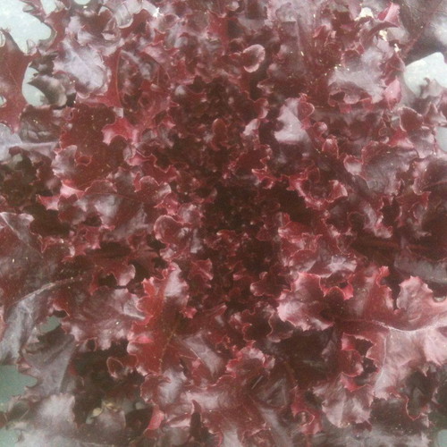 Red Salad Bowl lettuce seeds like new