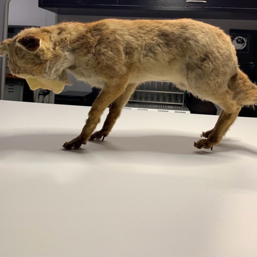 Vintage fox with wax human face used