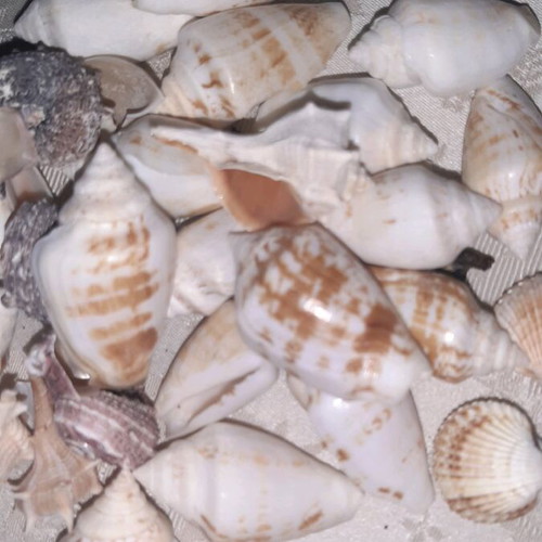 Seashells like new decorative