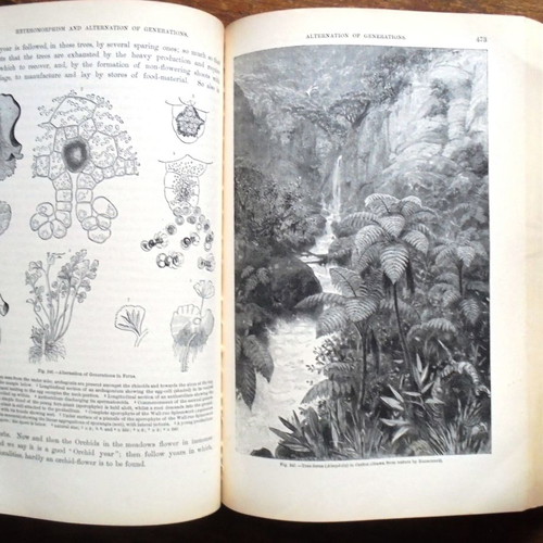 The Natural History of the Plants used two-volume set