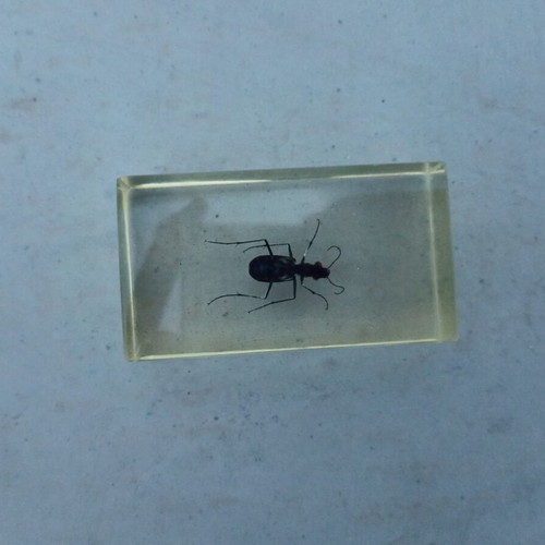 Tiger Beetle Insect from Deagostini True Insects series like new with book