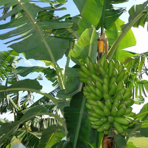 Banana Praying Hands tropical dwarf banana seeds, like new