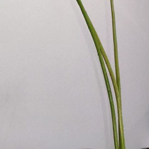 Glass vase like new, colored, 49 cm height, made in Spain
